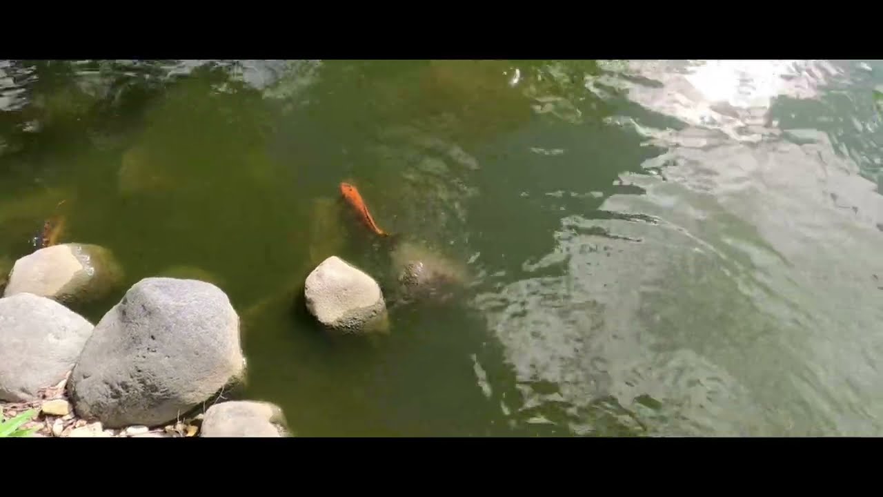 GoPro everything good but no zoom????