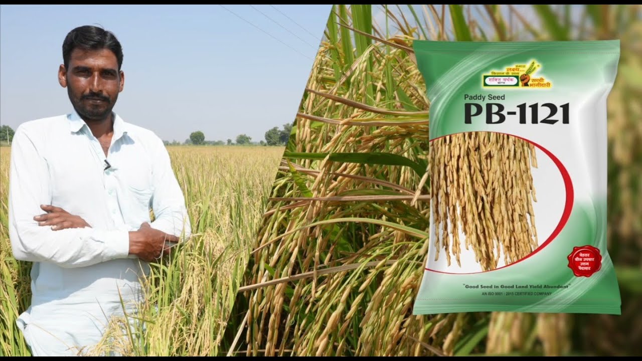 Paddy Seeds PB-1121 || SVHSPL