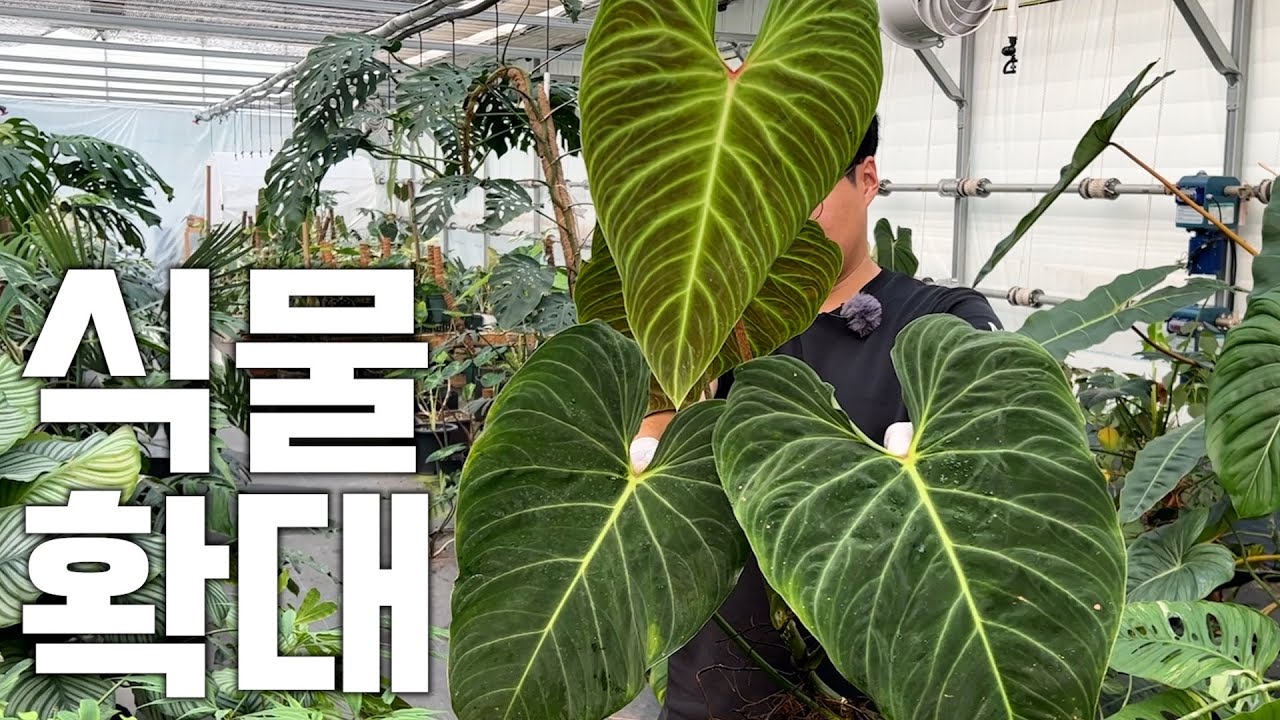 대품병에 걸린 식물 확대범 ㅣ베멜하, 스킨답서스 엔조이 스킨 크게 키우기