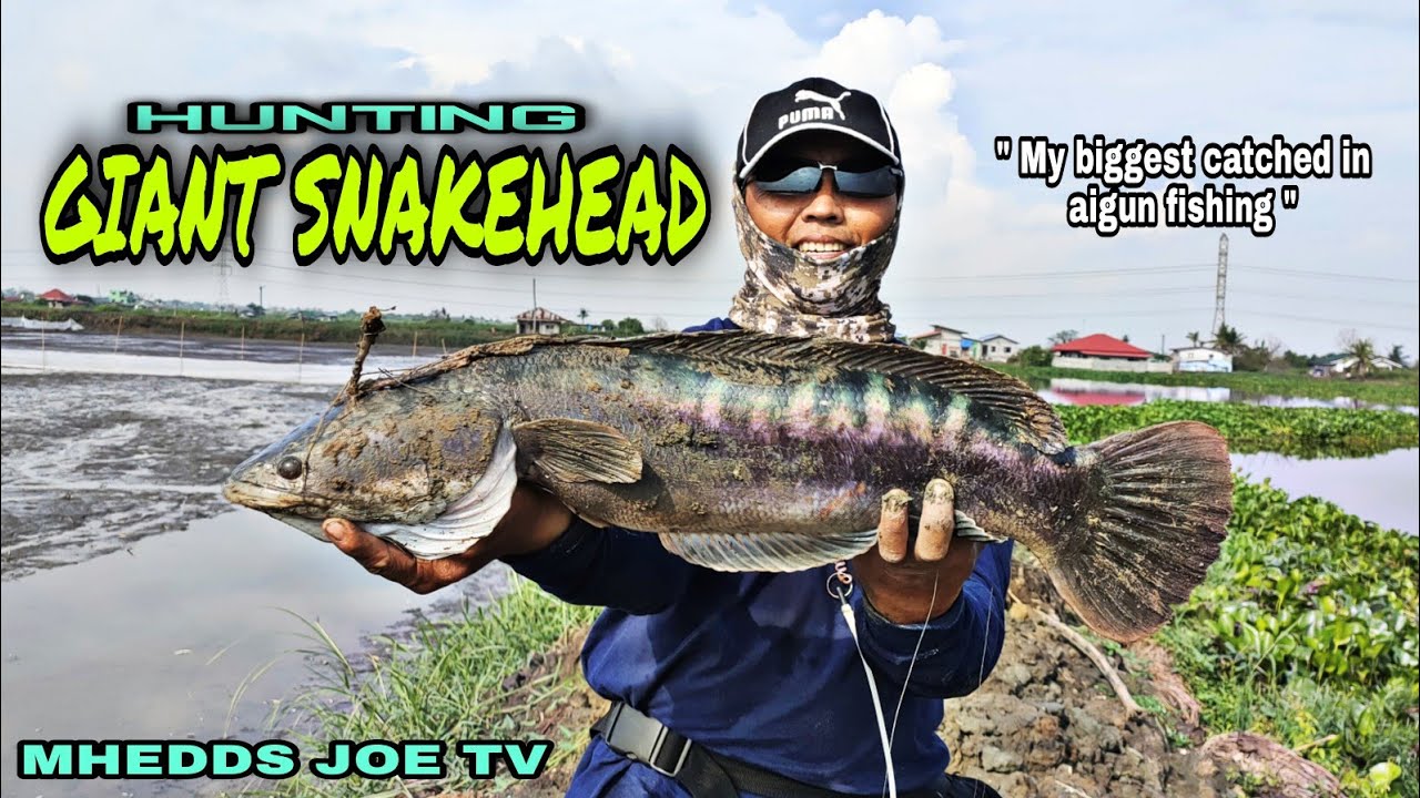AIRGUN FISHING/HUNTING GIANT SNAKEHEAD/TOMAN/ALIEN FISH/MHEDDS JOE TV/VLOG # 112