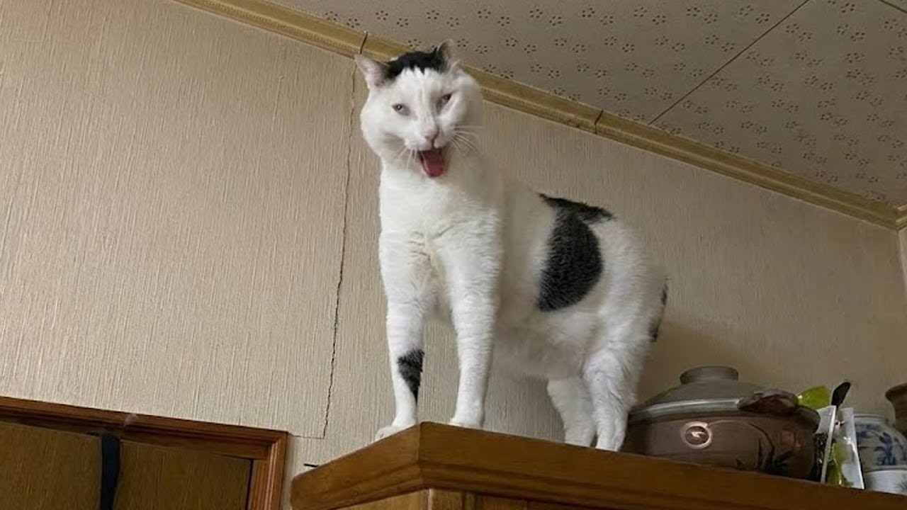 Кошки ведут себя странно без всякой причины 😂