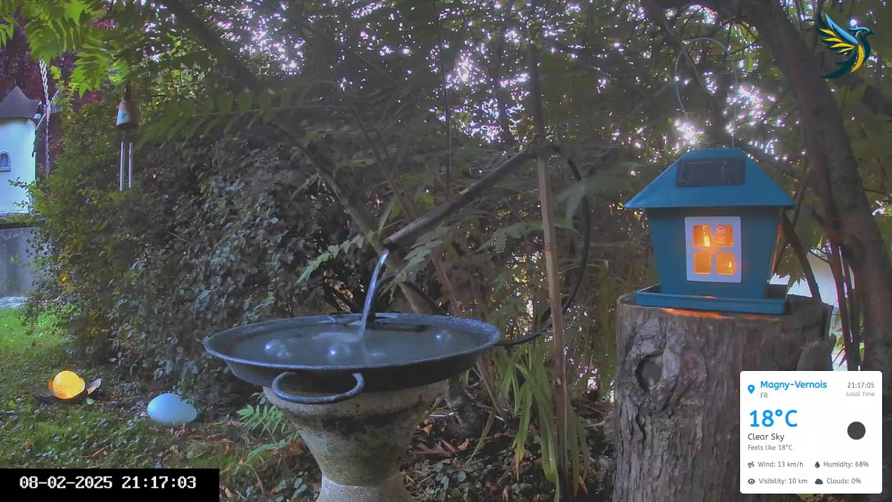 LIVE Bird Bath 24/7 ｜Bain à oiseaux 24/7🐤#birds #birdcam #birdbaths #wildlifecamera  #wildlife