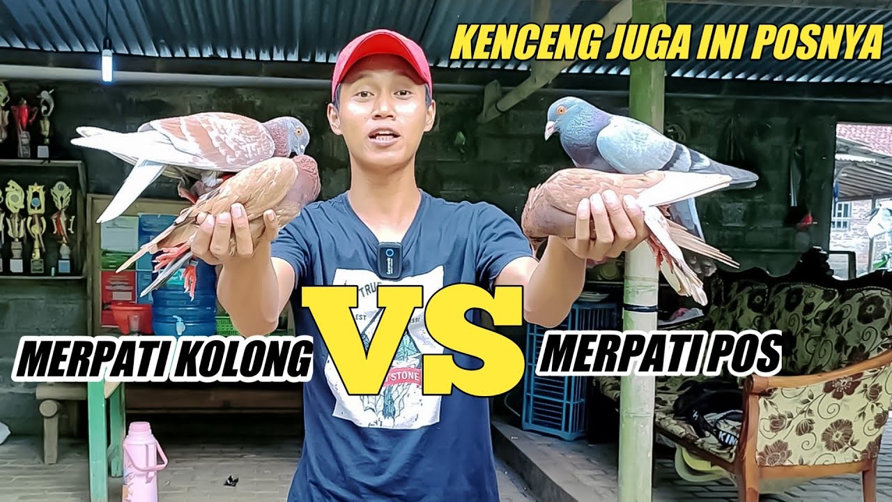 TES MERPATI POS VS MERPATI KOLONG GIRING SUPER EDAN