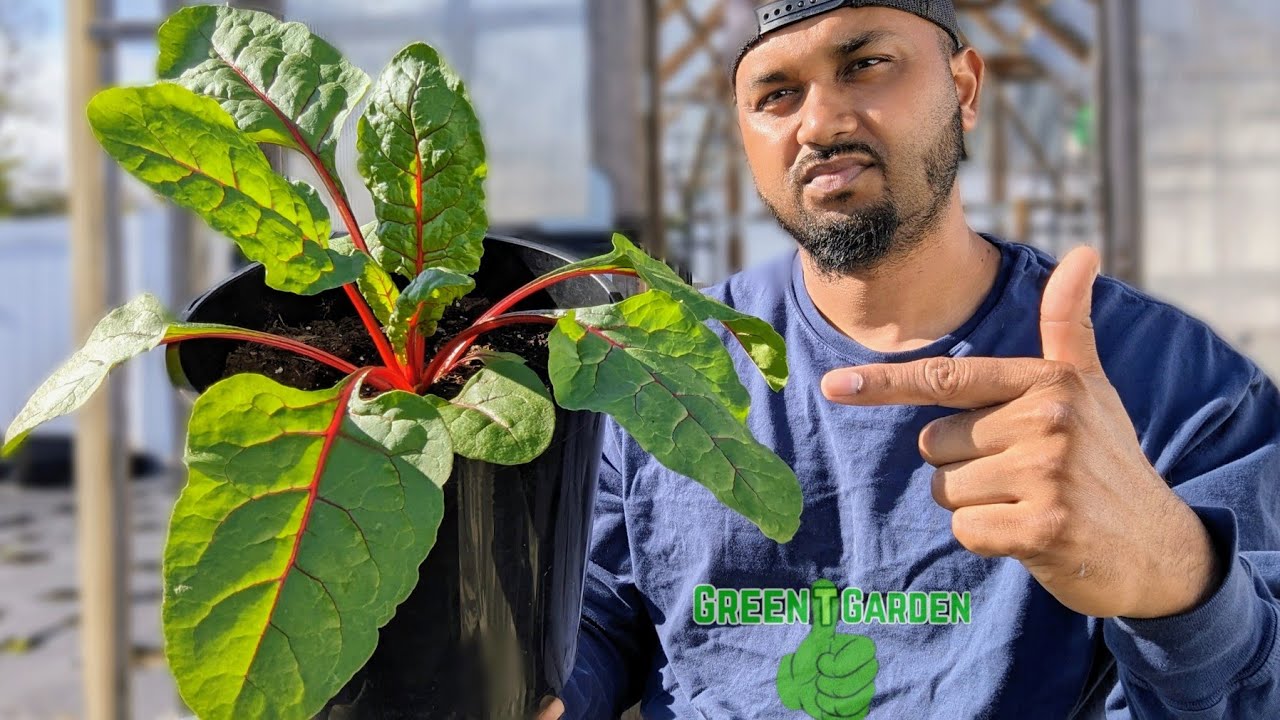 Советы по выращиванию и сбору мангольда для непрерывного производства #садоводство #greentgarden