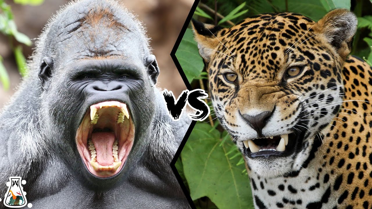 GORILLA VS JAGUAR - If They Fight, Who Would Win?