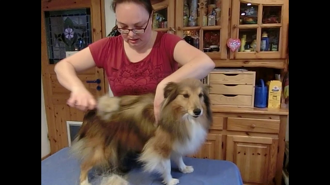 VDH Shelties vom Ponyhügel: Fellwechsel beim Sheltie / langhaarigen Hund!