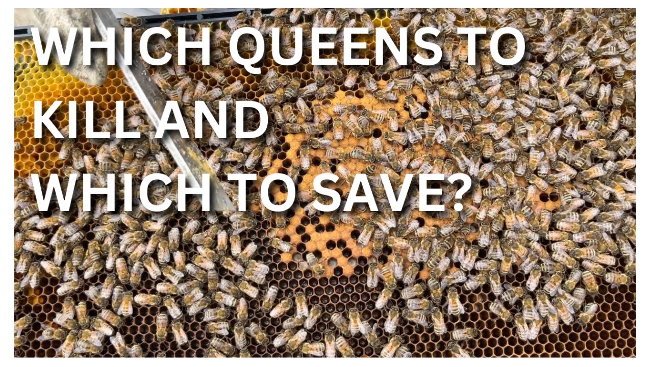 Which queens to kill and which to save?