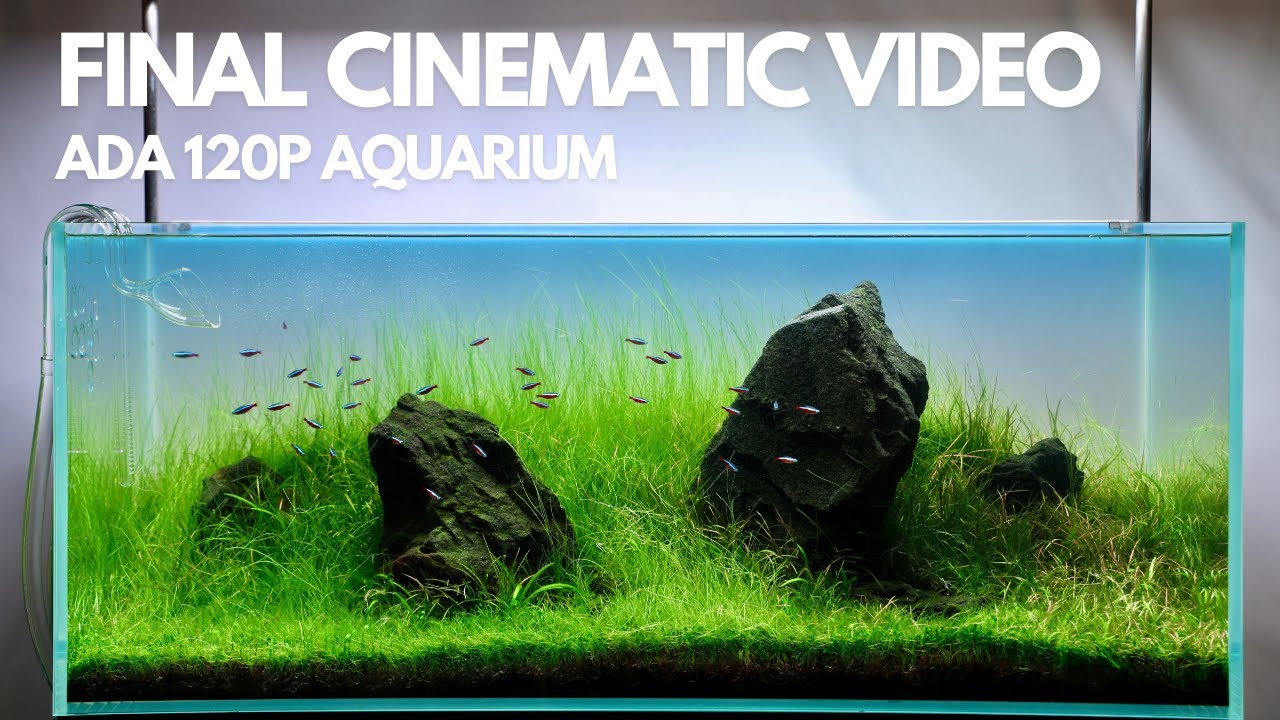 ADA 120P Iwagumi Nature Aquarium | Final Cinematic