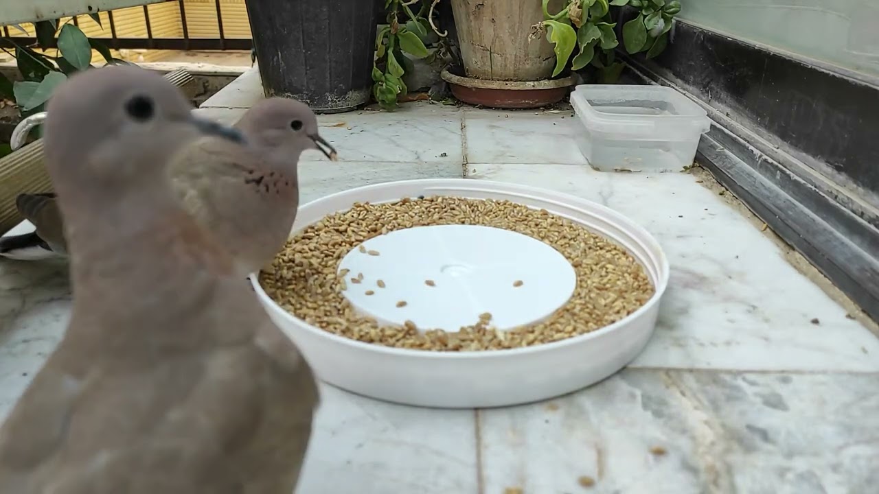Pure Peace Watching 100 Birds Eat in Silence 🌿✨