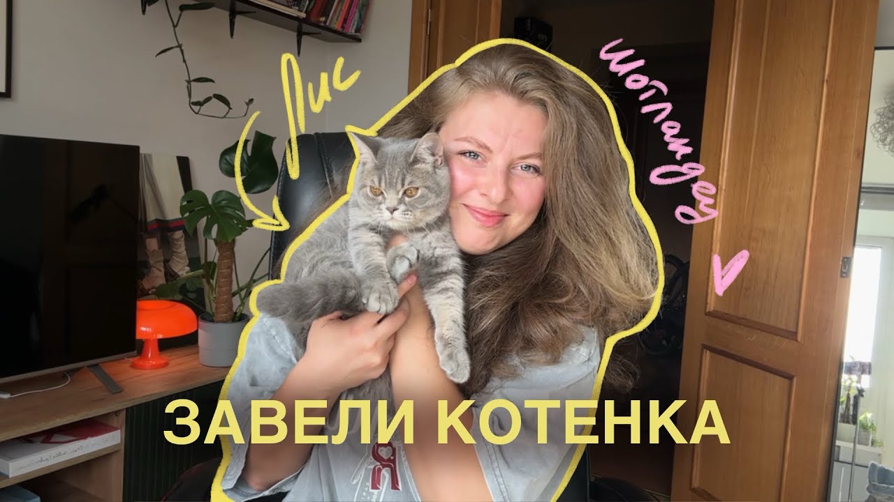 ЗАВЕЛИ КОТЕНКА | шотландский прямоухий | первые впечатления