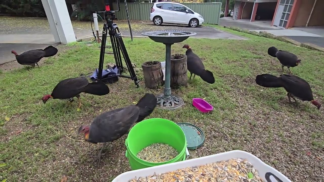 Australian Bush / Brush Turkeys