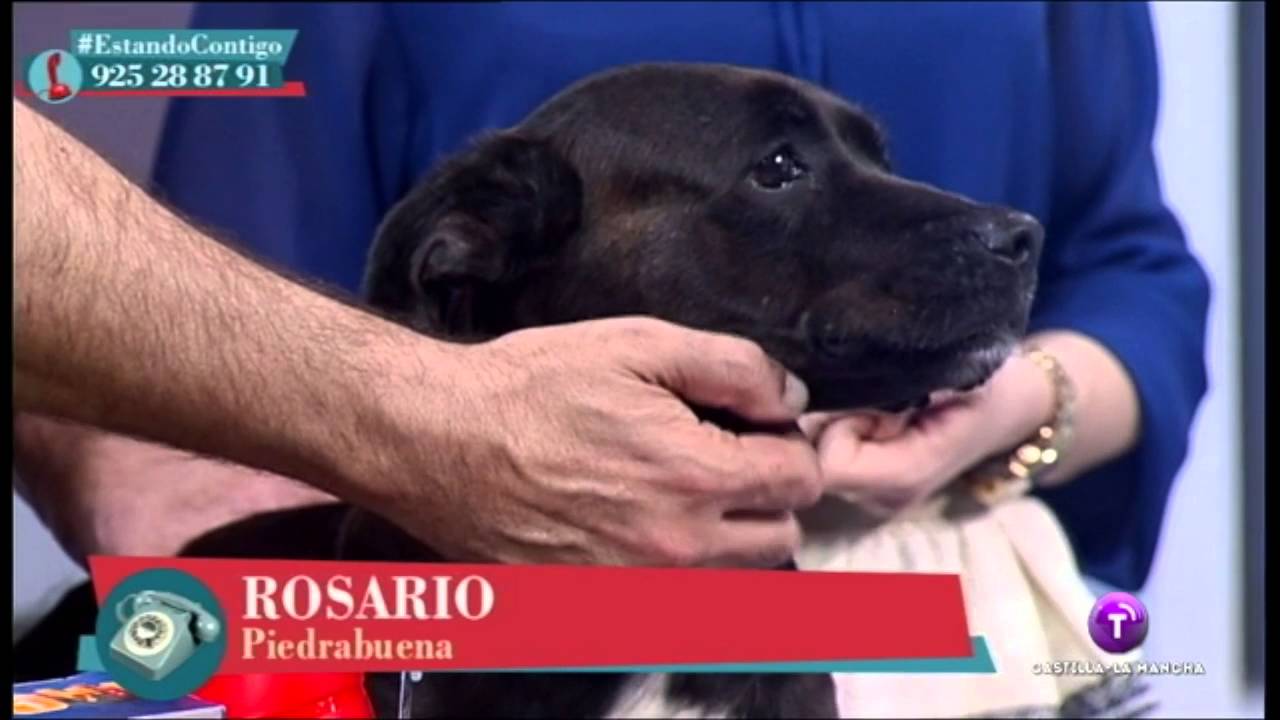 Perros sin pedigrí