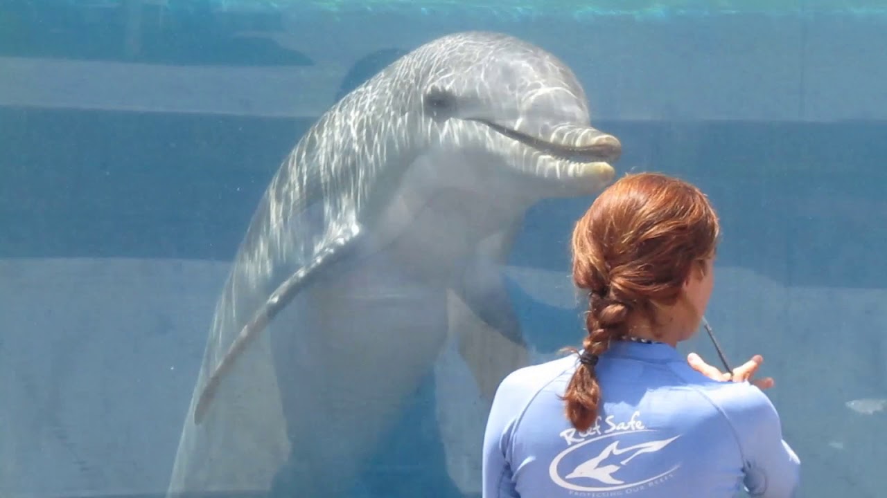Marineland FL Footage 8/11/19