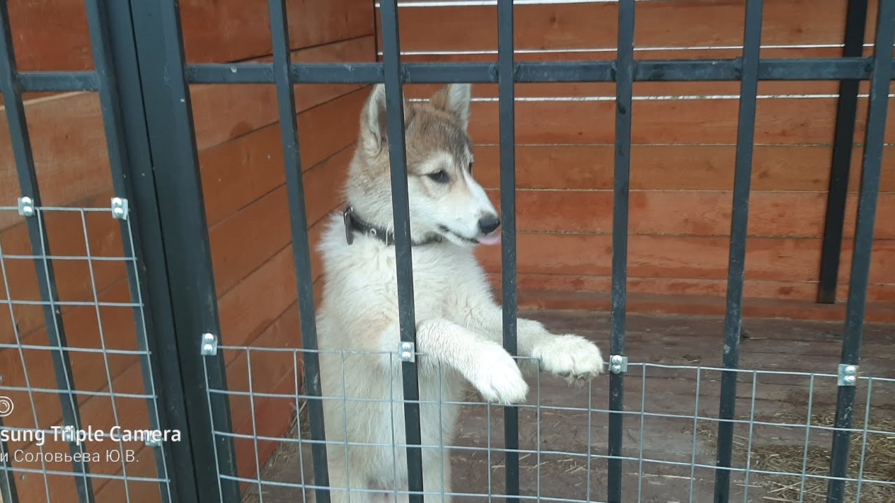 Планы по щенку Чезе