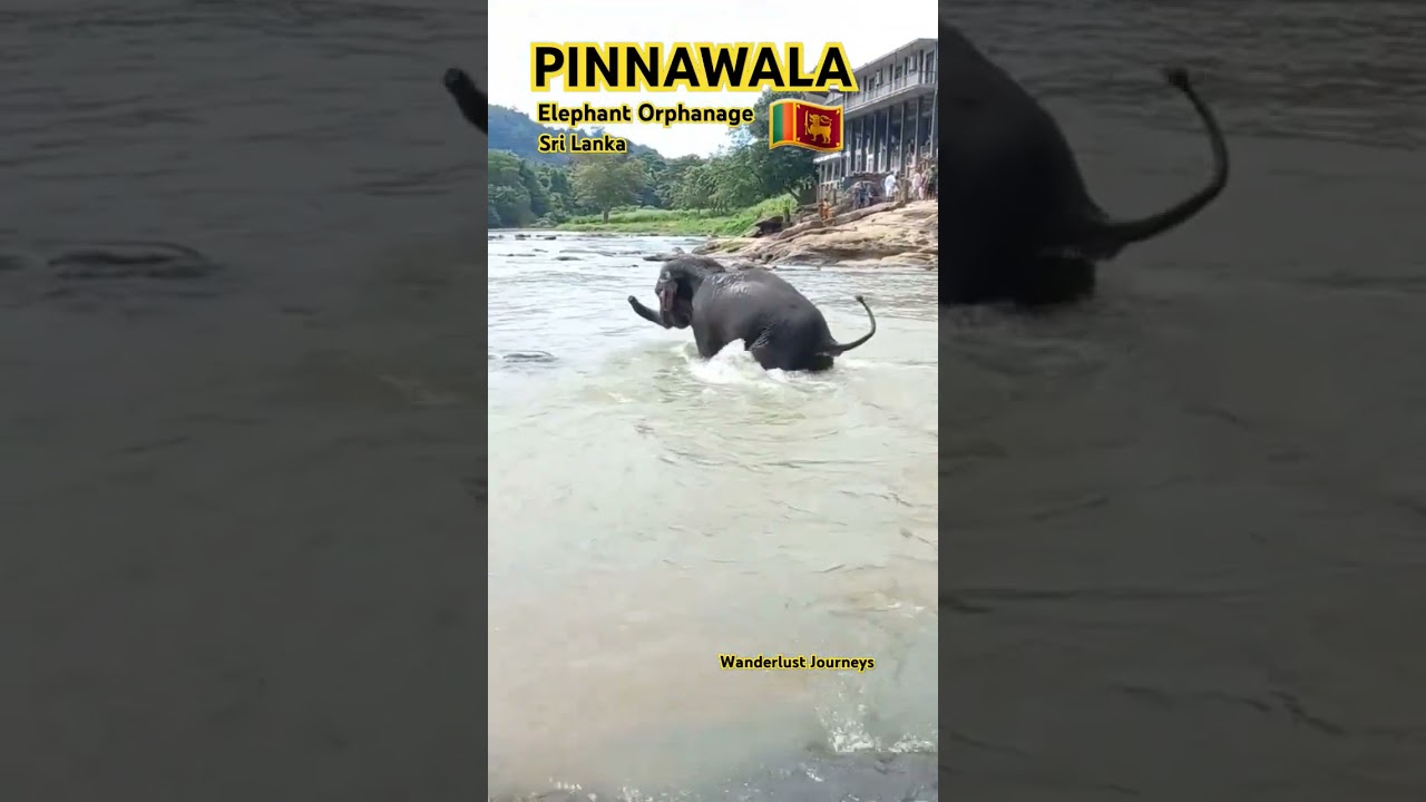Pinnawala elephant orphanage 🐘 🇱🇰 #srilanka #elephant #trending