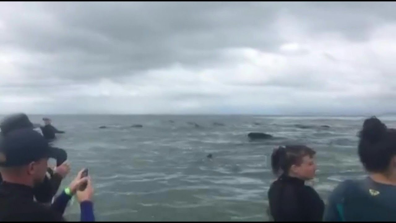 Rescuers refloat 28 stranded pilot whales in New Zealand | AFP