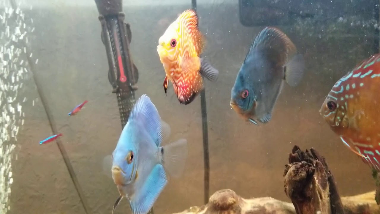 Discus - Internal parasites, how they kill discus