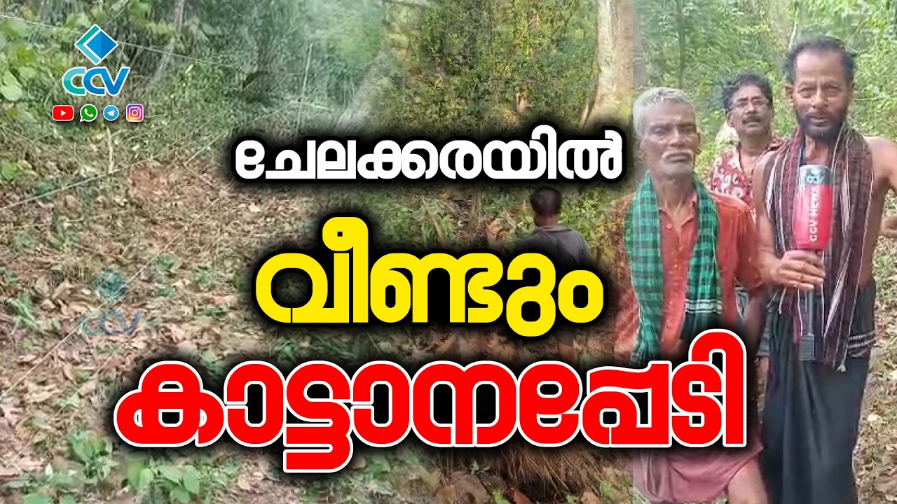 ചേലക്കരയിൽ വീണ്ടും കാട്ടാനപ്പേടി. തോന്നൂർക്കരയിൽ പത്മനാഭന്റെ വാഴത്തോട്ടം തകർത്ത് കാട്ടാനകൾ ഭീതി