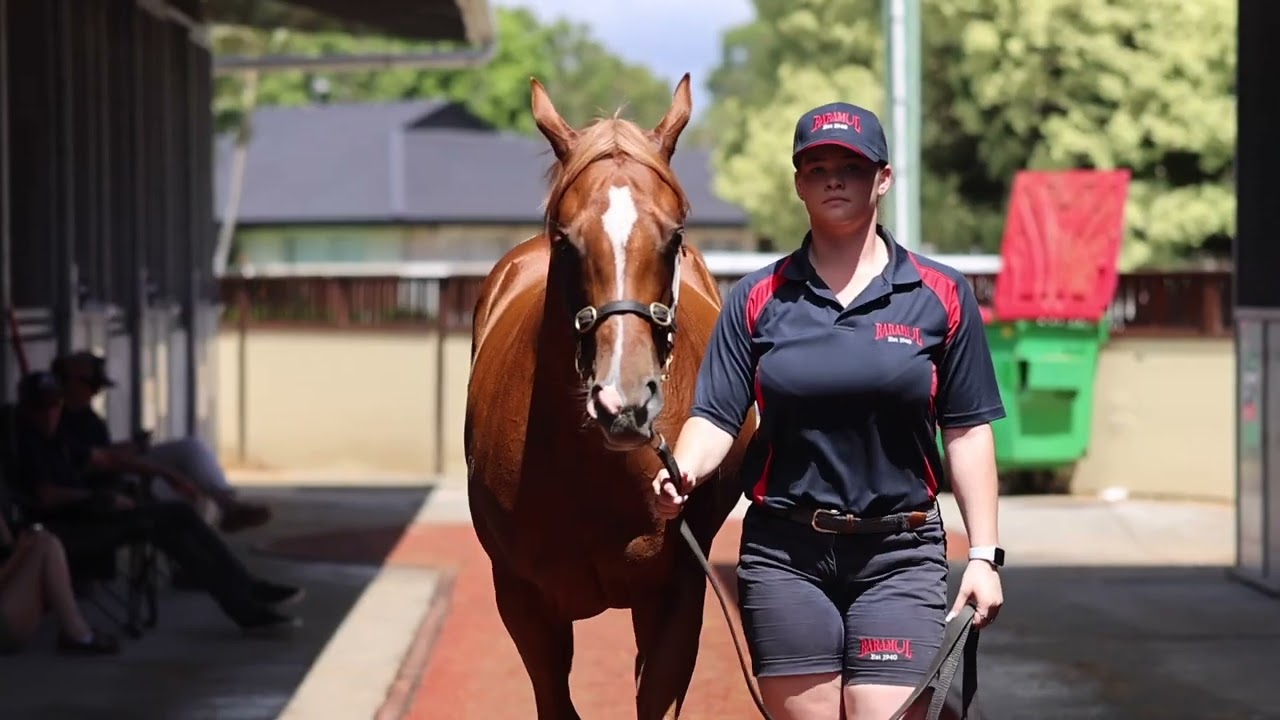 Lot 202 - Zoustar x Slow the Flow with Ciaron Maher