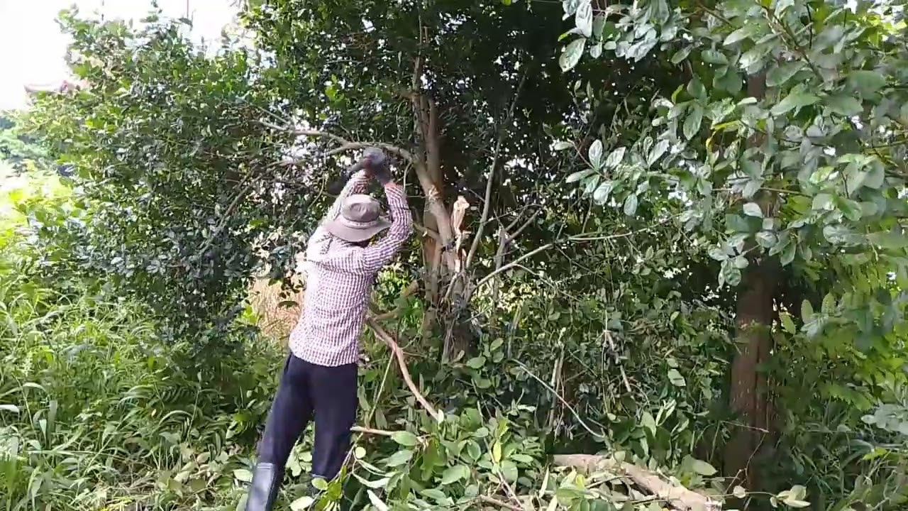 Chặt cây hàng rào - Nhật Ký Làm Rẫy - 08/10/2024