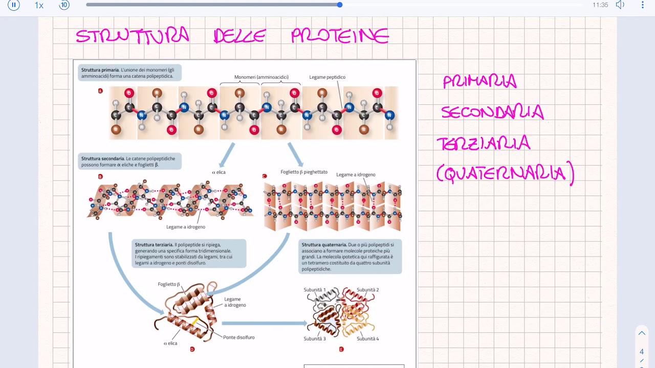 Proteine