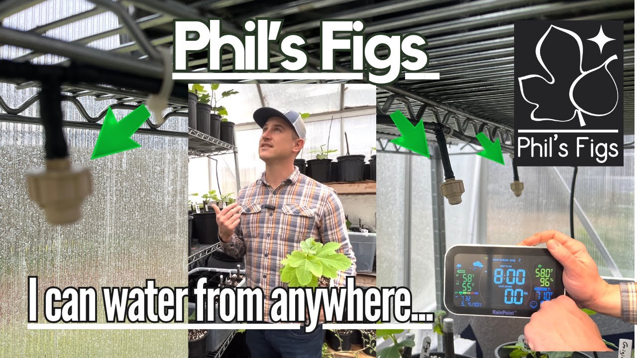 Irrigating My Fig Trees and Greenhouse Fig Propagation with RainPoint Irrigation