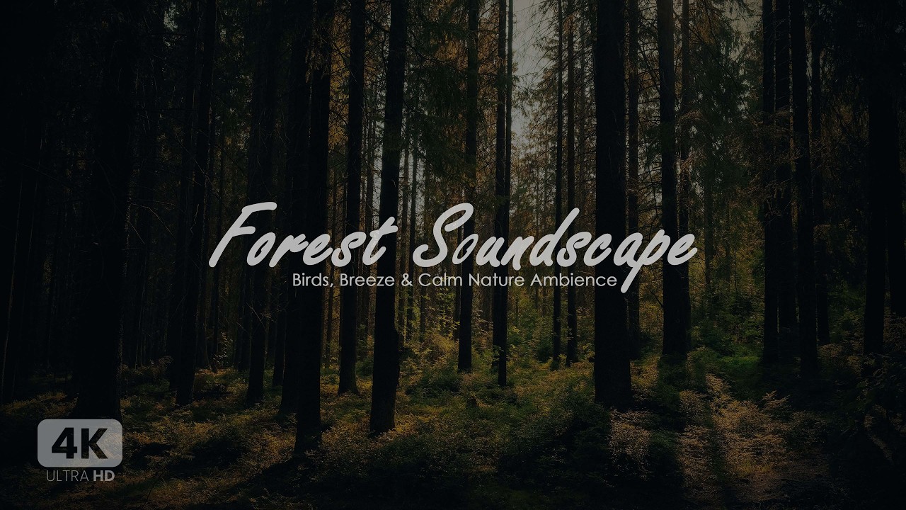 4K Forest Soundscape for Studying | Birds, Breeze & Calm Nature Ambience