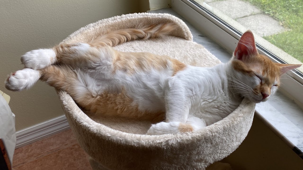 Ridiculously Comfortable Sleeping Kittens