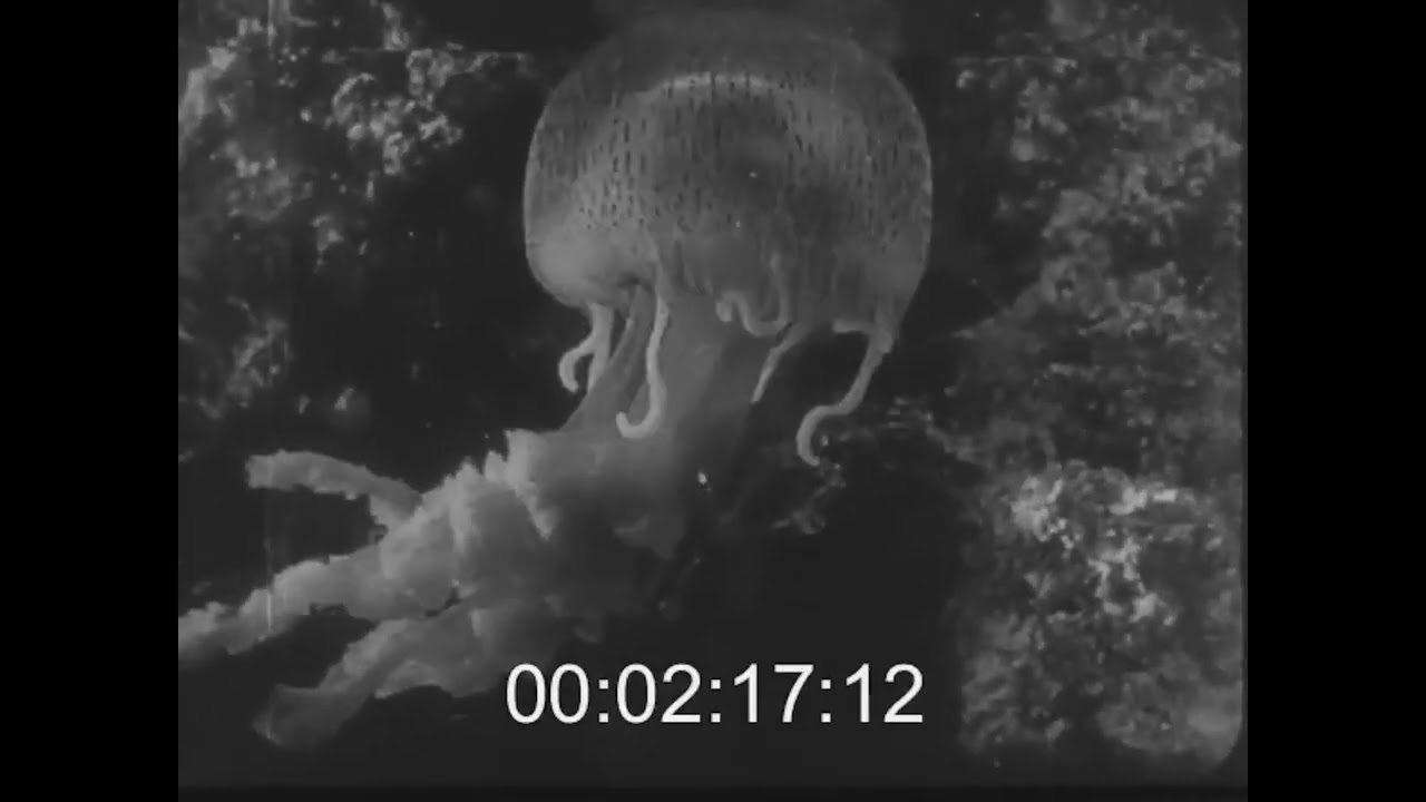 Score Hotes de la mer mediterranee (1912)