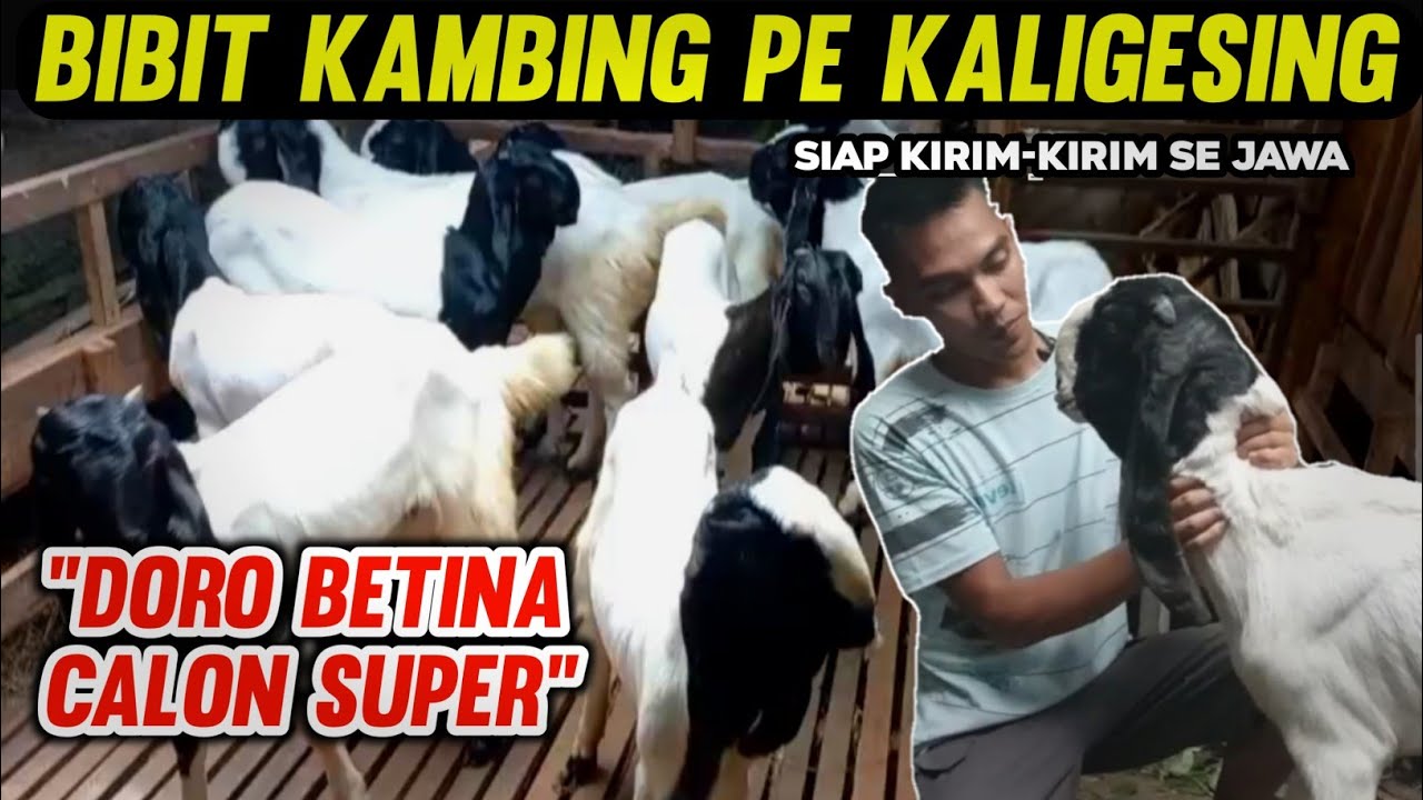 HARGA KAMBING BETINA TERBARU | DORO PE KALIGESING KUALITAS & KEUNGGULANNYA