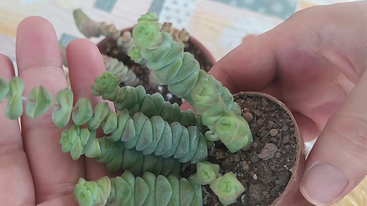 CRASSULA MARNİERİANA /TIRTIL SUKULENT /BAKIMI Nasıl Yapılır