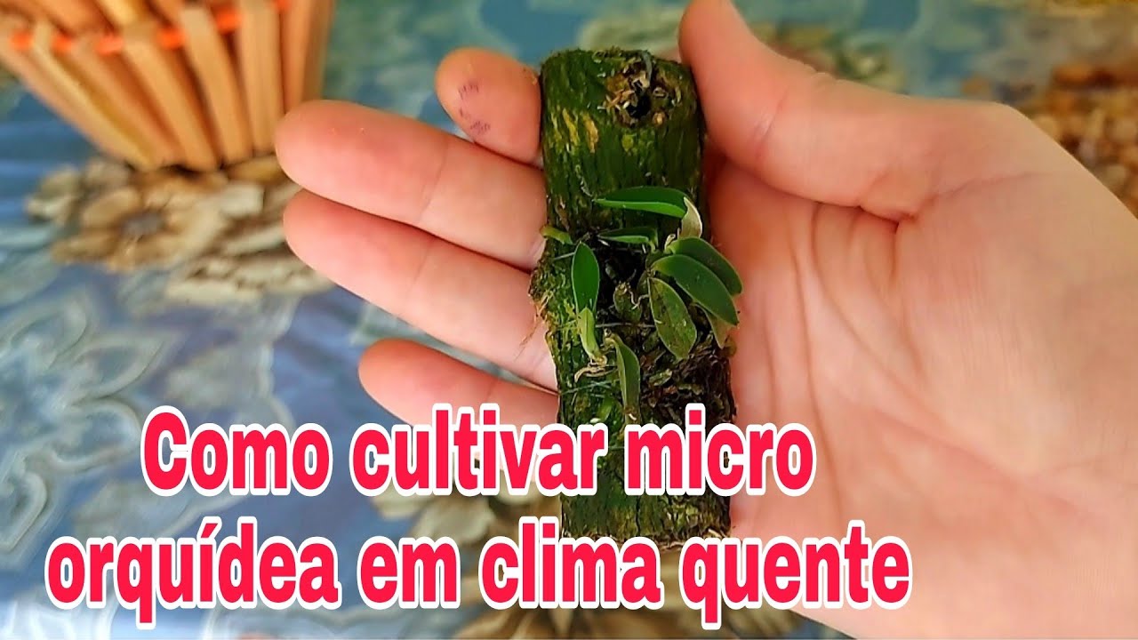 ORQU&Iacute;DEA SOPHRONITIS PYGMAE...Como cultivar essa micro orqu&iacute;dea?