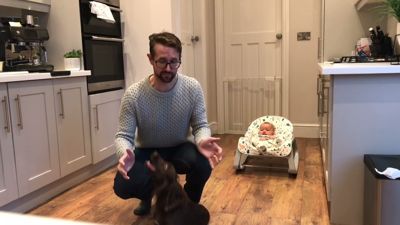 Creating a sit-stay in young Working Cocker Spaniel