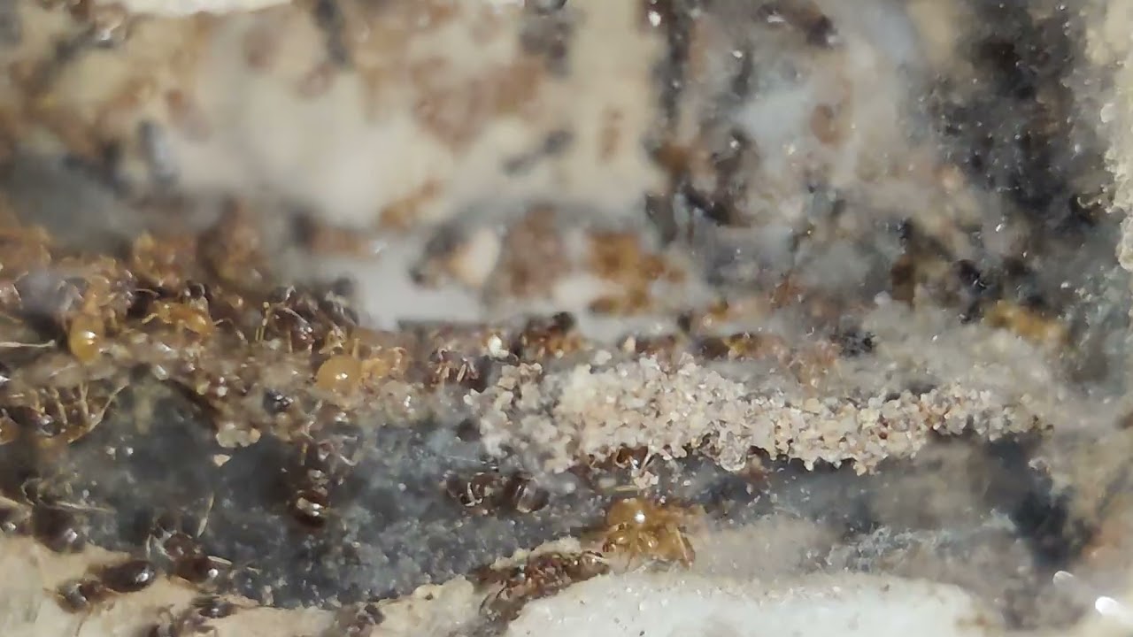 Lasius aphidicola colony 2