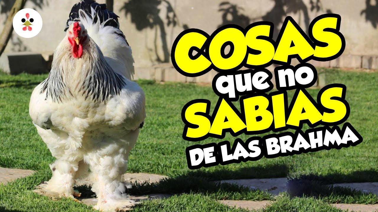 12 cosas que no sabias de las gallinas Brahma ✅🐔