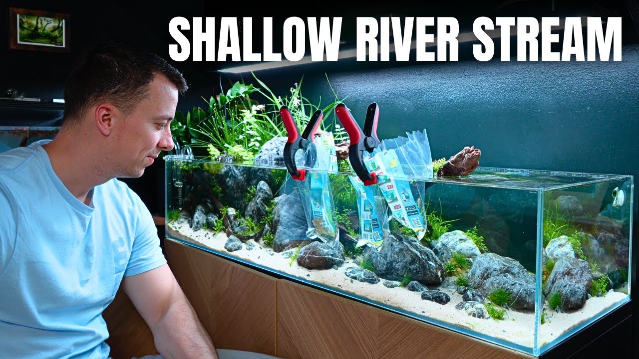 ADDING FISH TO THE 120CM SHALLOW RIVER AQUASCAPE!
