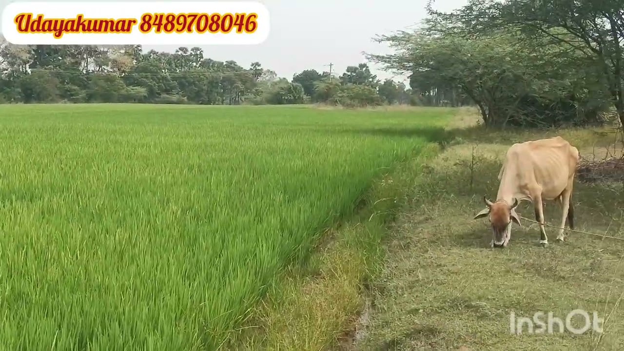 மதுராந்தகம் அருகில் செங்கல்பட்டு மாவட்டம மோறப்பாக்கம் கிராமம் 11 ஏக்கர்50 சென்ட் 3கிணறு இபி சர்வீஸ் 