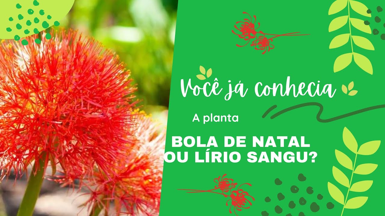 como cuidar da #coroaimperial (a Scadoxus multiflorus) ou Bola de #natal #parte1