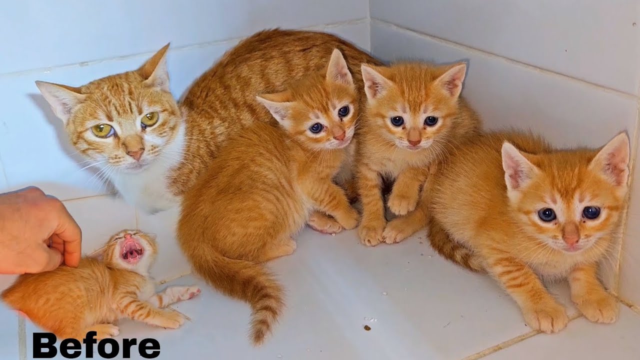 Ginger kitten family was very Angry with me at first But in the end they were very happy.