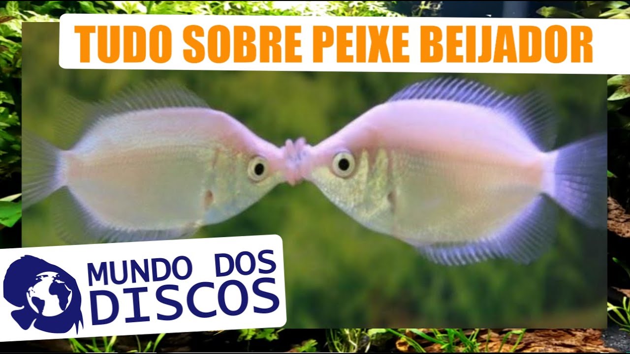 APRENDA TUDO SOBRE PEIXE BEIJADOR! PH, ALIMENTAÇÃO, REPRODUÇÃO, COMO CUIDAR E MUITO MAIS!