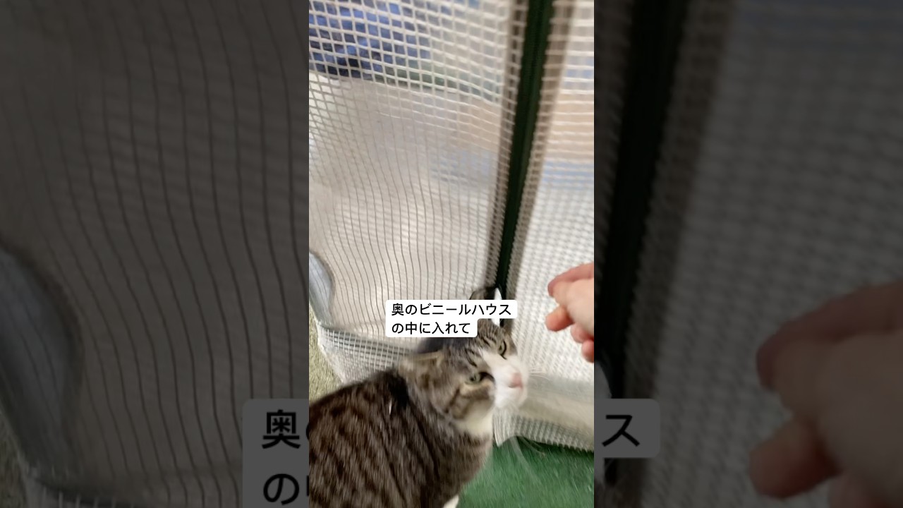 外猫ハウスの寒さ対策#外猫ハウス#地域猫 #shorts