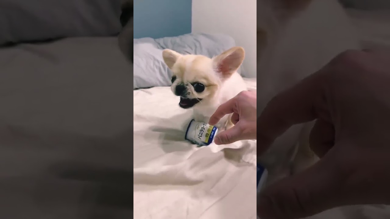 Que cachorro bravo #cao #c&atilde;o #cachorro