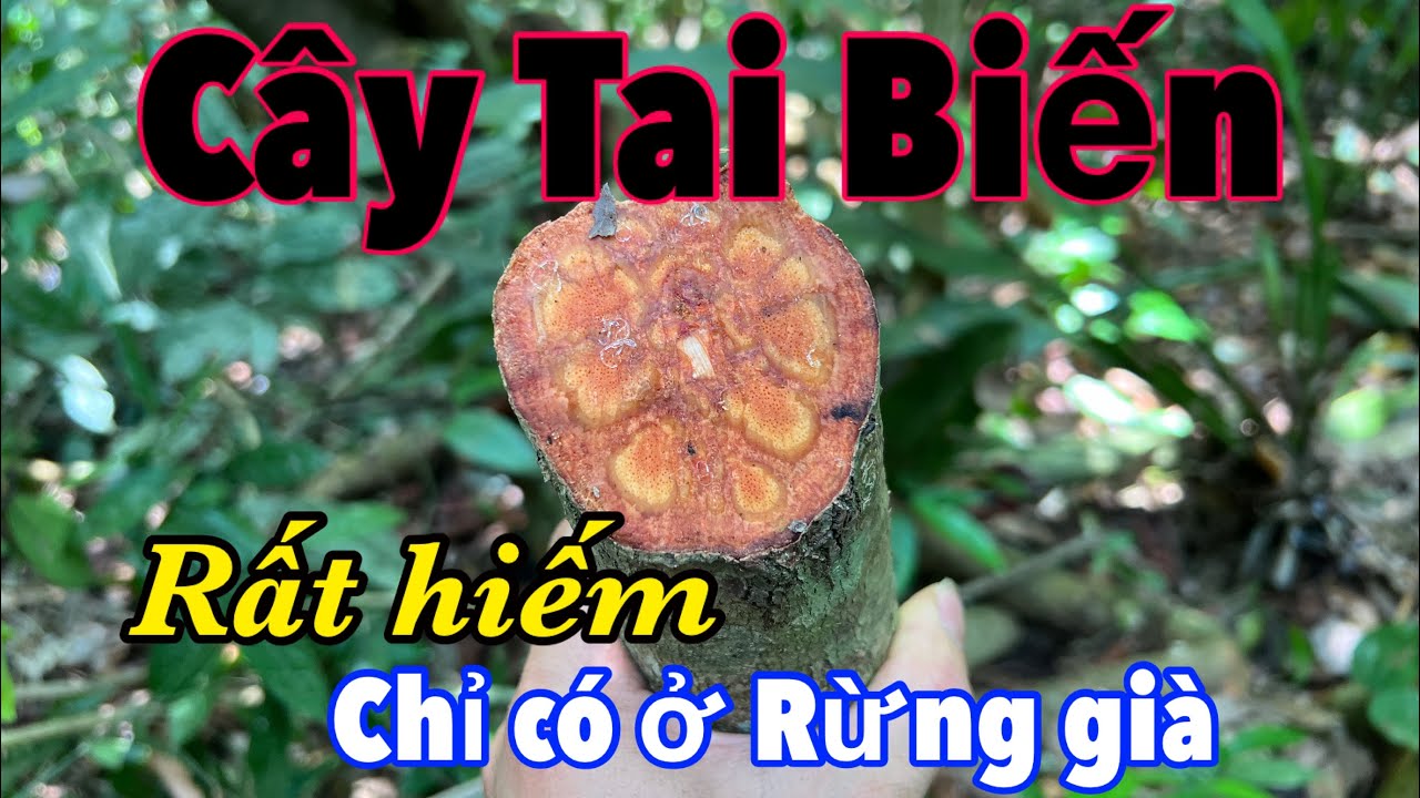 Thập Chỉ Hồng, Dây Thuốc Quý Chỉ Có Ở Rừng Già, Đừng Bỏ Qua Các Bác Nhé | CTVC
