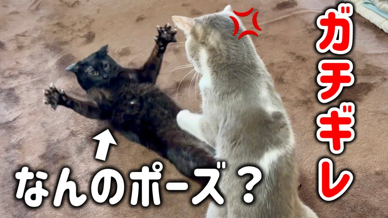 急に始まる格闘三昧なニャンコたちのリアルな日常