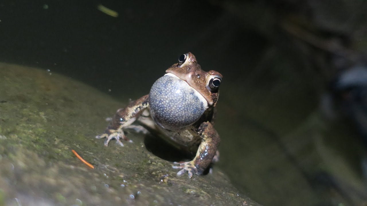 American Toads Calling