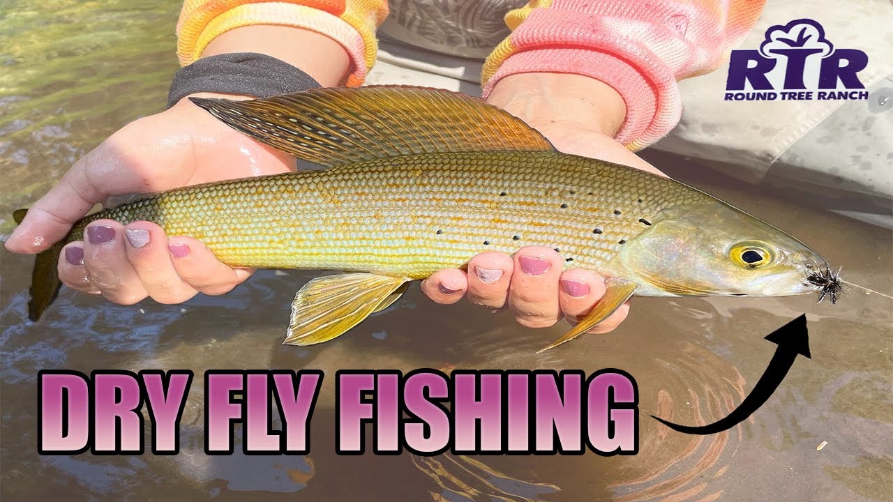 Alaska Grayling Devour Dry Flys - Denali Highway Fly Fishing 2021