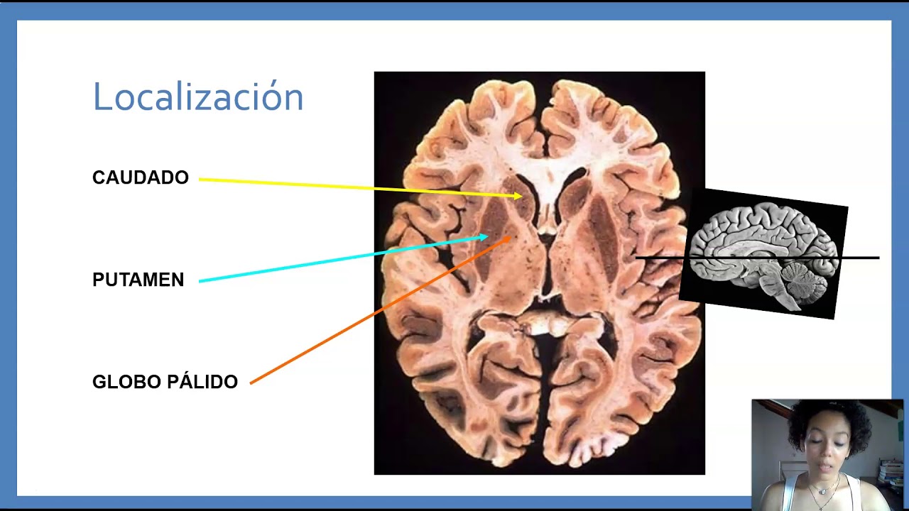 SNC Tema 10.1 N&uacute;cleos de la base