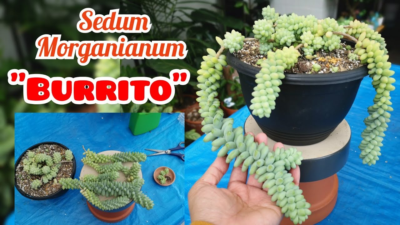 How to Propagate and Care for Sedum Morganianum                  