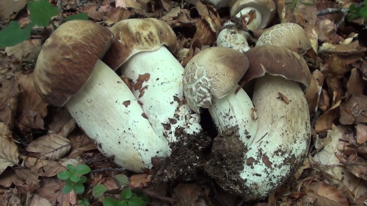 meraviglia di porcini ai faggi...e il ritorno di Monteleone - by diavolorosso
