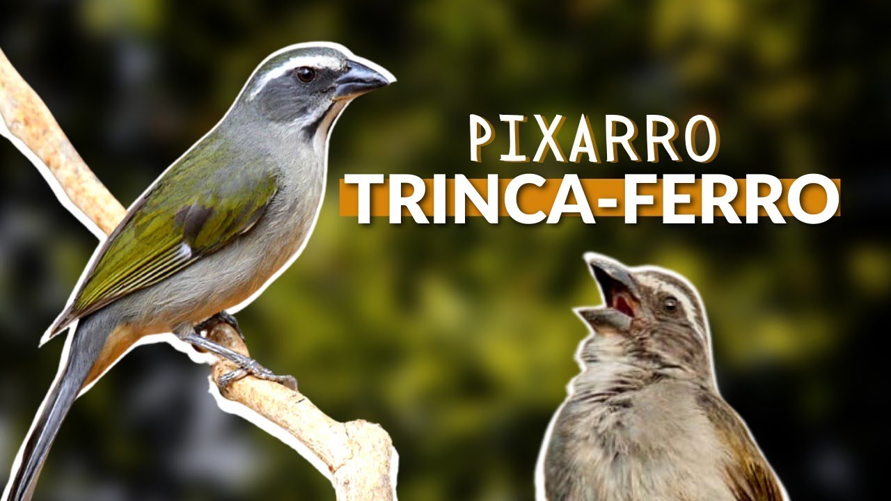 TRINCA-FERRO! COMO É SEU CANTO, SEUS FILHOTES, ONDE VIVE E OUTROS PÁSSAROS PARECIDOS COM O PIXARRO!